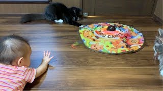 赤ちゃんに狩りの仕方を教える猫 ノルウェージャンフォレストキャット Cat teaching baby how to hunt