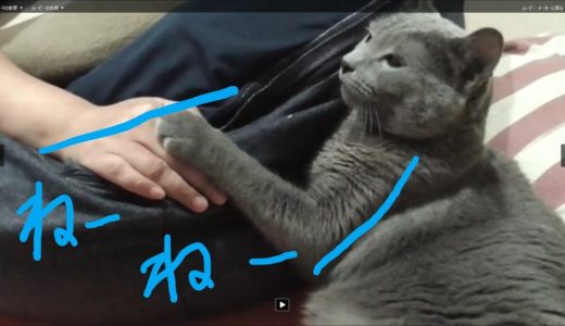【博多弁ねこ】どうしても人の上を行きたい猫　あっちゃん　＃ロシアンブルー＃猫動画＃CAT