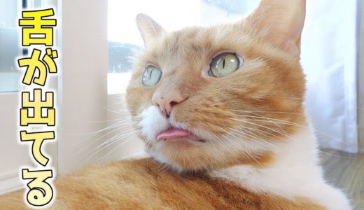 猫が舌をしまい忘れてる！少し間抜けな表情が可愛い猫【猫 おもしろ】
