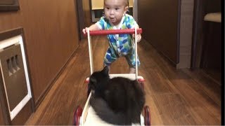赤ちゃんに手押し車で運ばれる猫 ノルウェージャンフォレストキャット Cat carried in a wheelbarrow to a baby