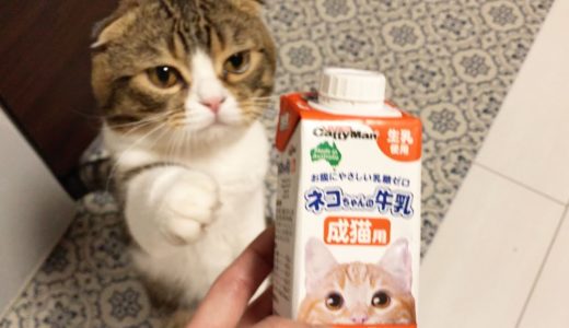久々の猫ちゃん用ミルク！ぽこ太郎は気にいるかな？