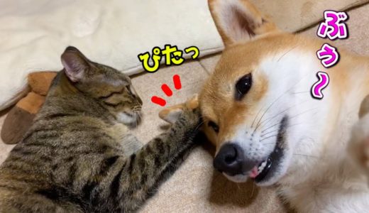 寝るときはやっぱり柴犬のそばがいい♡極上柴ふが大好きな2匹の猫 They like Shiba Inu