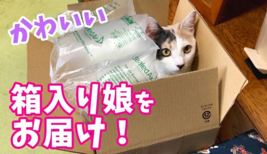 うっかり段ボール箱の中に梱包されてしまった猫