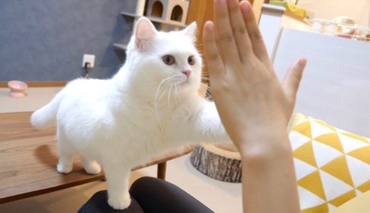 手を出すともふもふの手でハイタッチしてくれる猫！