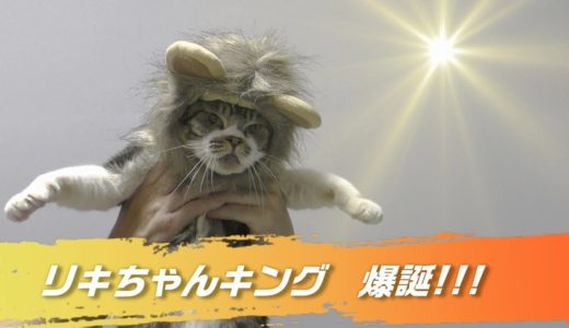 リキちゃんがライオンキングに挑戦！僕が王様になるのニャ☆険しき（？）キングへの道のり・猫とライオンキングごっこ【リキちゃんねる　猫動画】Cat video　キジトラ猫との暮らし