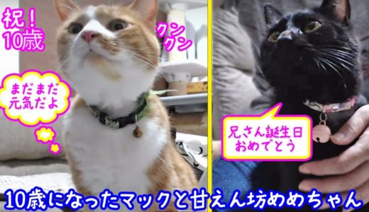 ＜2匹の猫通信＞ハッチとマックの「ほっこりライブ」10歳になったマックと甘えん坊黒猫めめちゃん！2019 08 06　- Cat Live Stream in Japan - Cat Life TV