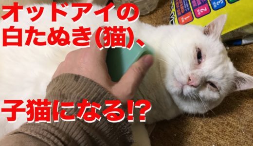 オッドアイの白たぬき(猫)、まさかの子猫帰りを見せる　The rescued odd-eyed white cat became a kitten
