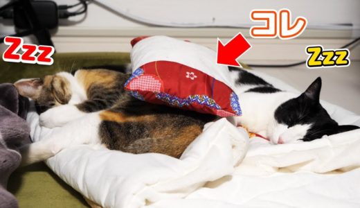 眠る猫の上に枕を置いてみたら最高の癒やし空間になったｗ