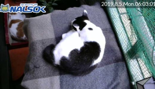 [CAT LIVE・定点] 自宅警備ねこNALSOK ベランダ猫ライブカメラ [20190805-03]