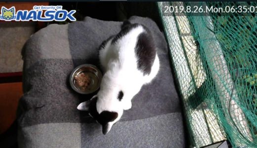 [CAT LIVE・定点] 自宅警備ねこNALSOK ベランダ猫ライブカメラ [20190826-03]