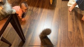 赤ちゃんに追い回される猫 ノルウェージャンフォレストキャットCat chased by baby