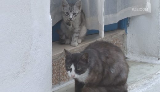 Daily Cat-Maze cat(Mykonos)/毎日ねこ-迷路親子(ミコノス)