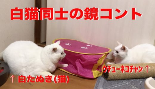 オッドアイの白たぬき(猫)、鏡コントを披露する The skit of two white cats