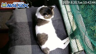 [CAT LIVE配信終了分] 自宅警備ねこNALSOK ベランダ猫ライブカメラ [20190820-01]
