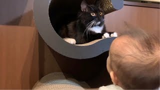 赤ちゃんに笑われる猫 ノルウェージャンフォレストキャット Cat laughed by baby