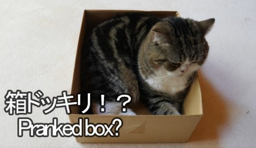 ドッキリな箱とねこ２。-Pranked box and Maru.-
