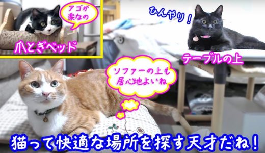 ＜2匹の猫通信＞ハッチとマックの「ほっこりライブ」猫って快適な場所を探す天才だね！2019 08 18　- Cat Live Stream in Japan – Cat Life TV