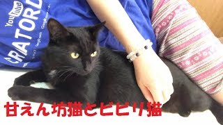 家猫修行中～ 甘えん坊猫とビビリ猫　Spoiled cat and shy cat