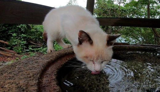 水を飲む狸みたいな猫