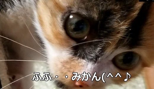 【おてんば猫。わんぱく猫】みかん猫。飛び跳ね!猫抱きつき!天ぺん猫。[Naughty cat] Mandarin cat. Jump! Cat hug! Tempen cat.