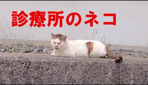「猫」診療所のネコ　香川県佐柳島