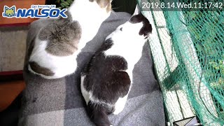 [CAT LIVE配信終了分] 自宅警備ねこNALSOK ベランダ猫ライブカメラ [20190814-01]