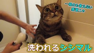 お風呂でシャンプーされる猫【シシマル編】