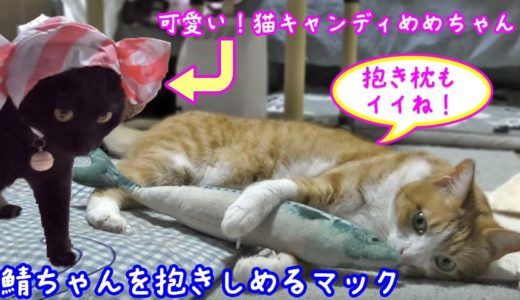 ＜2匹の猫通信＞ハッチとマックの「ほっこりライブ」鯖ちゃんを抱き枕にするマックと可愛いめめちゃん！2019 08 02　- Cat Live Stream in Japan – Cat Life TV