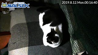 [CAT LIVE配信終了分] 自宅警備ねこNALSOK ベランダ猫ライブカメラ [20190812-04]