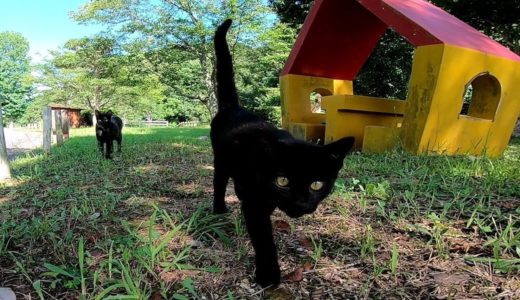 公園に行ったら子猫の黒猫が猛烈に懐いてきた