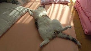 猫　股を開いて無防備な寝相のシマ　【ねこ cat】