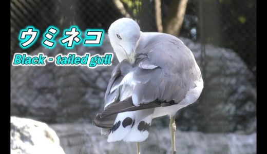 【可愛い動物】ウミネコ〜かわいいネコの鳴き声をする鳥〜（Black‐tailed gull）