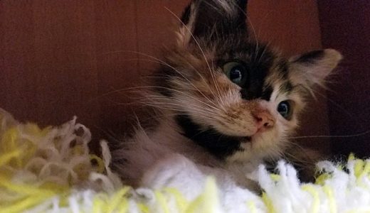 【みかん猫】子猫のかくれんぼ！[Mikan Cat] Hide and Seek Kitten!