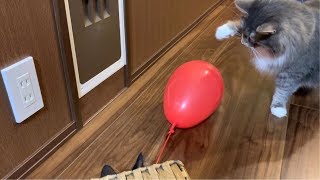 風船好きな猫 ノルウェージャンフォレストキャット Cat that likes balloons