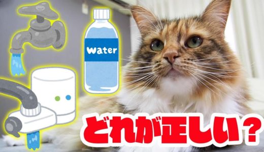 【飼主必見】猫に水道水あげてますか？