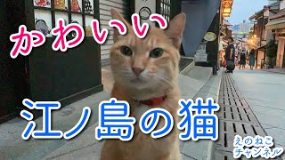【えのねこ】江ノ島の観光客を癒すかわいい猫。