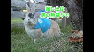 Rabbit and cat playing outside【動物ファミリーの家】うさぎとネコの外遊び