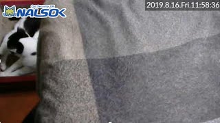 [CAT LIVE・定点] 自宅警備ねこNALSOK ベランダ猫ライブカメラ [20190816-02]