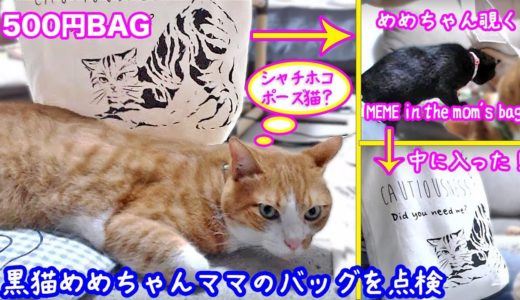 ＜2匹の猫通信＞ハッチとマックの「ほっこりライブ」黒猫めめちゃんママのバッグを点検！中に入る！2019 08 17　- Cat Live Stream in Japan - Cat Life TV
