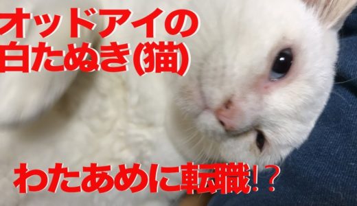 オッドアイの白たぬき（猫）、わたあめ製造に転職する　The rescued odd-eyed white cat's shedding Season