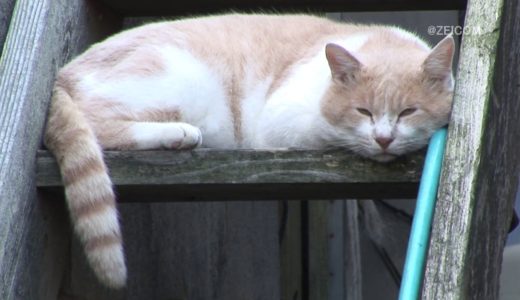 Daily Cat-Sleeping cat(Daiouzaki)/毎日ねこ-眠る猫(大王崎)