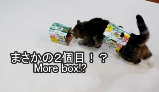 ビール箱×２なねこ。-2 beer boxes and Maru.-
