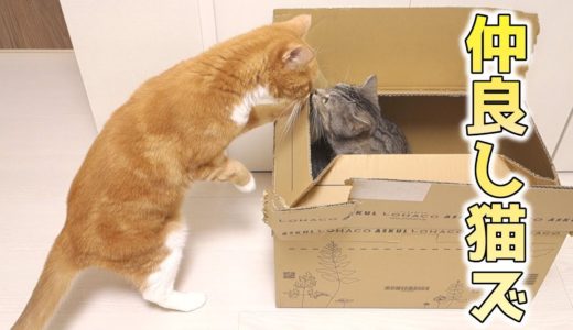 まるで野良猫の親子。箱の中で大事な妹猫の面倒を見る優しい猫【猫 かわいい】