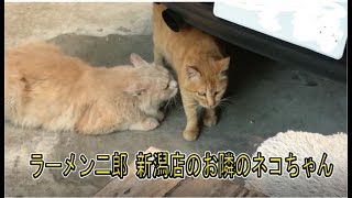 ラーメン二郎 新潟店の、隣のネコちゃんがイイ味だしてる・・・