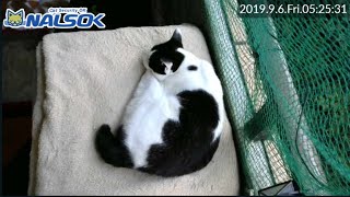 [CAT LIVE配信終了分] 自宅警備ねこNALSOK ベランダ猫ライブカメラ [20190906-02]