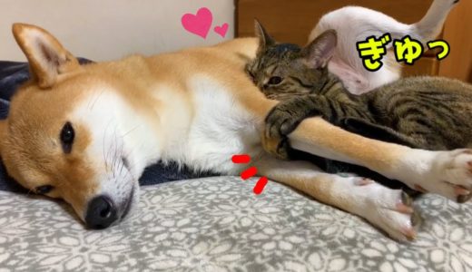 柴犬の手をギュッとする猫♡ノーカット版　Cat embracing Shiba Inu’s hand(Uncut version)