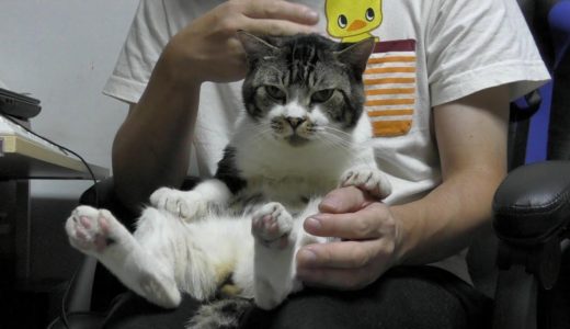 パパの膝の上が好きな猫リキちゃん☆いろんな乗り方で楽しむニャンよ！【リキちゃんねる　猫動画】Cat video　キジトラ猫との暮らし
