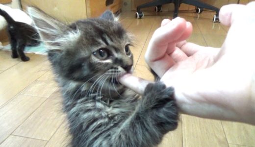 【保護猫】眠くなると指しゃぶりをせがむ子猫 【生後約55日】＆アルくんお気に入りYouTube動画を鑑賞  kitten sucking my finger