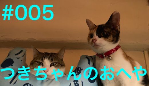 【癒やし】＃005 つきちゃんのおへや　【ねこ　CAT】