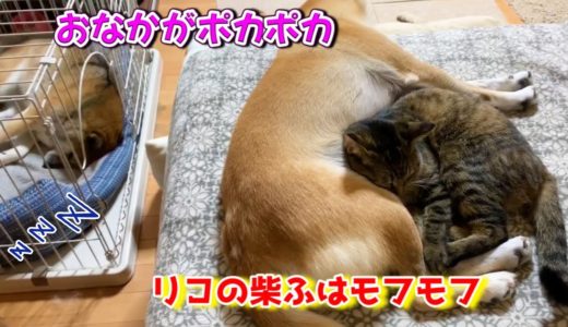 柴犬猫の夜の団らん♡最後は安定の柴ふの上で　 Shiba Inu and Cat having Night quality time